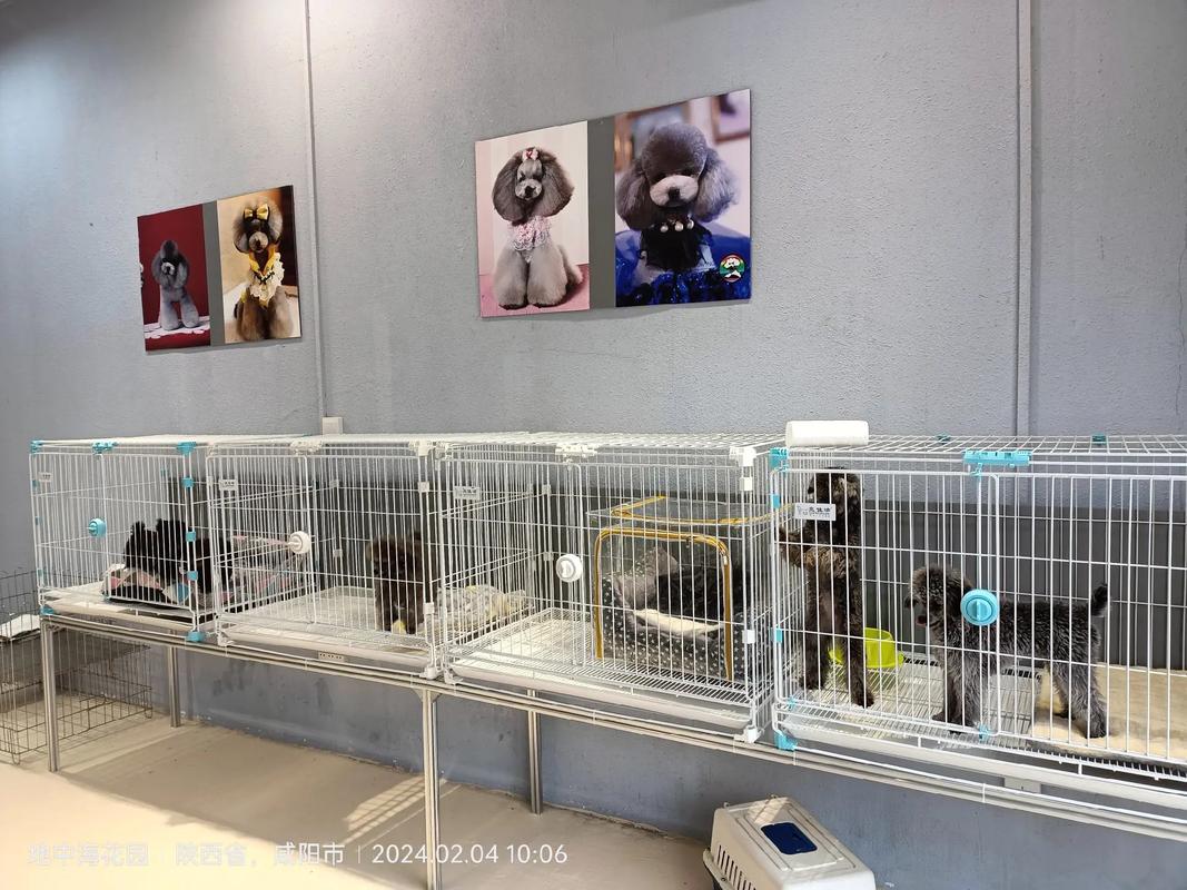 思思宠物生活馆盛大开业——咸阳新狗市宠物用品新地标