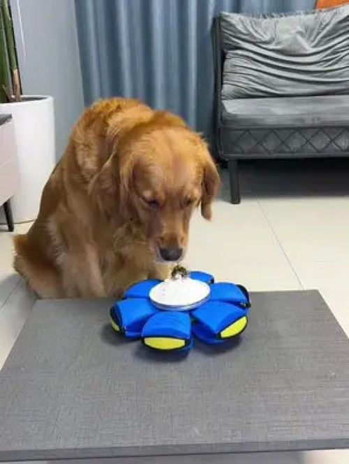 哎呀我滴妈！萌宠也能玩转的宠物之家用品大赏