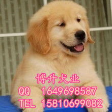 萌宠之选，贴心之托 上海市黄浦区囡囡宠物用品商店