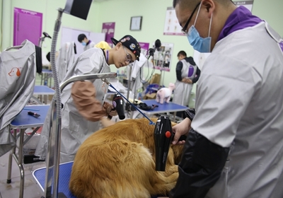 宜春学习宠物美容师及宠物用品行业前景分析